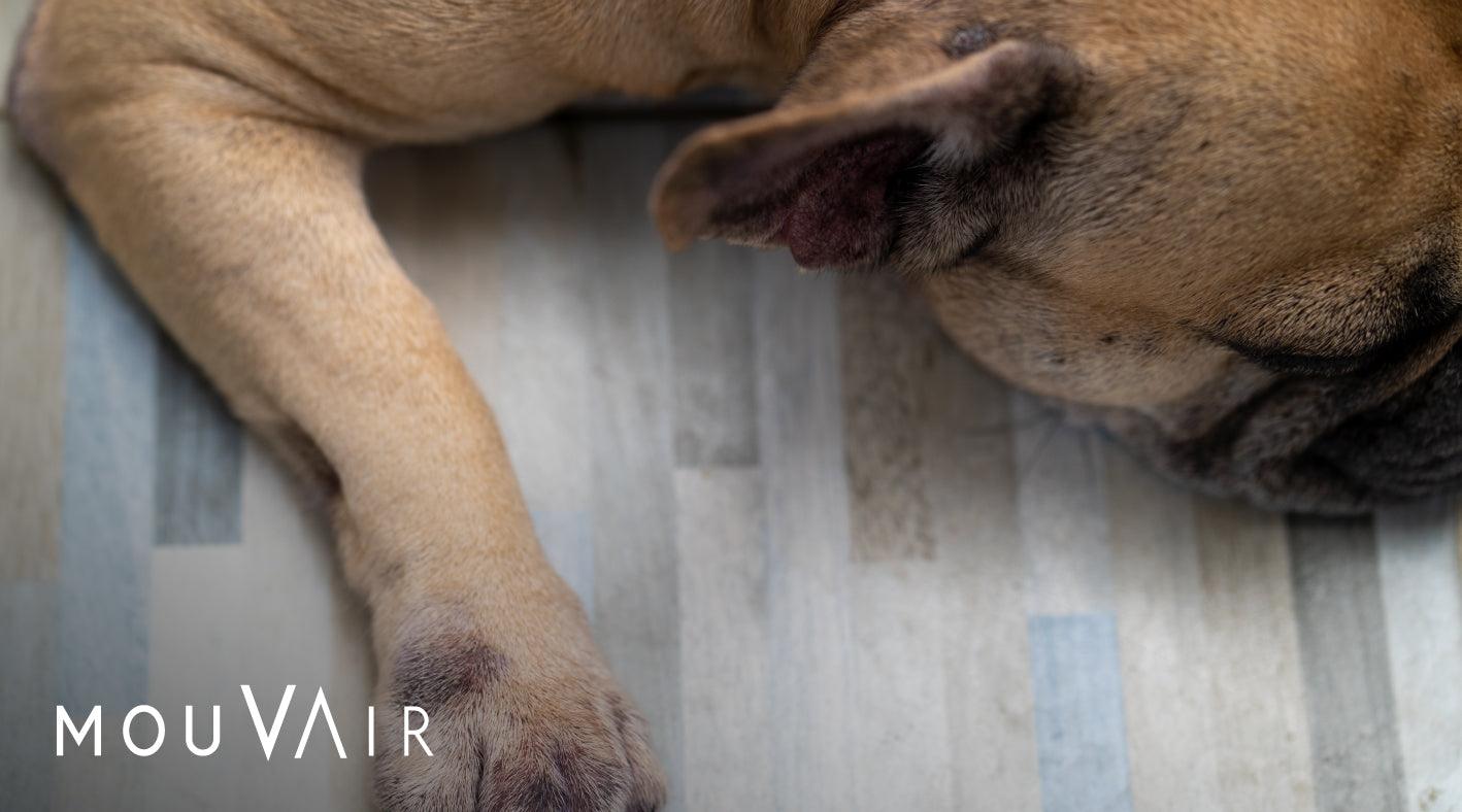 ¿Mi mascota puede ser alérgica a la primavera?