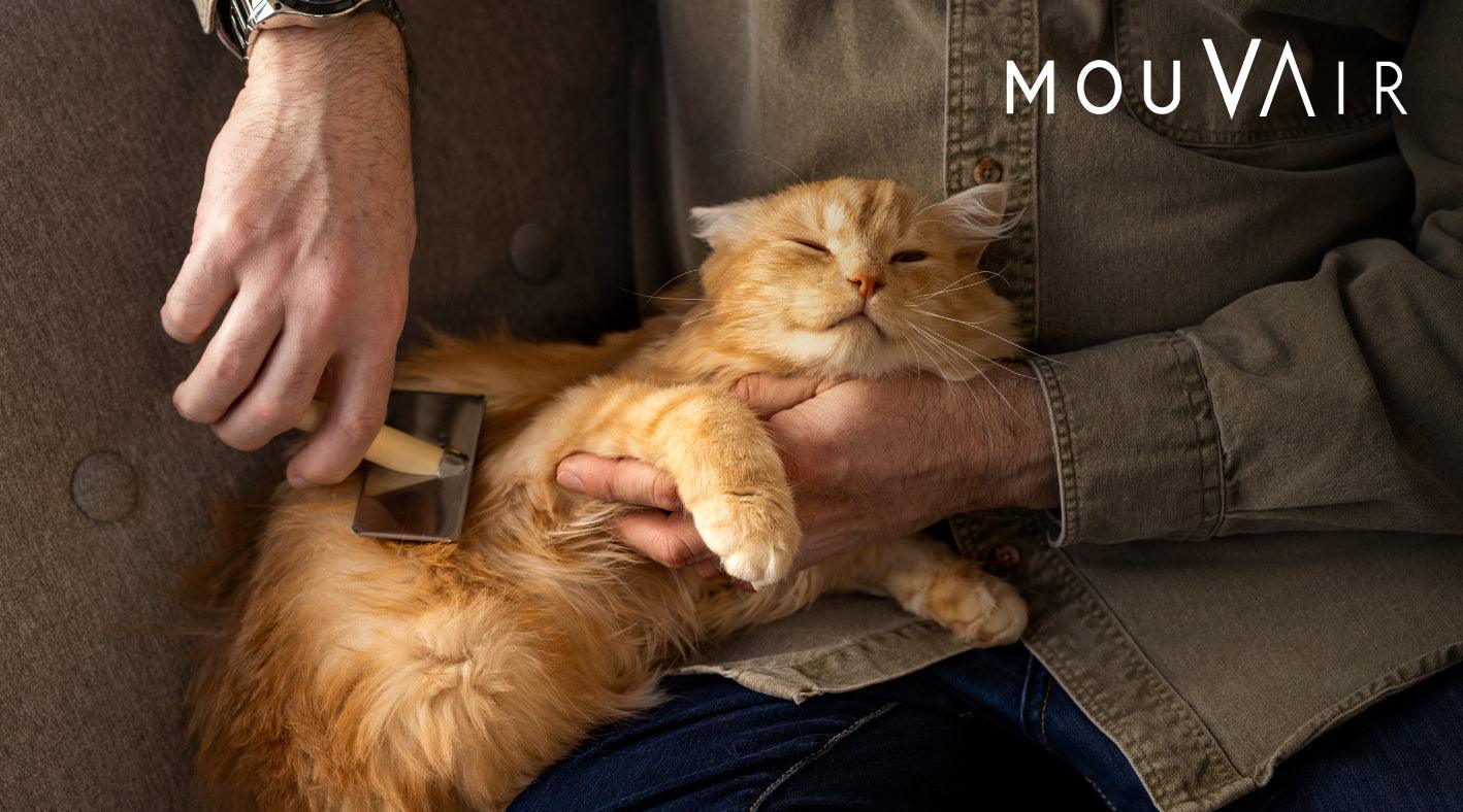 Día del Gato: Todo lo que debes saber sobre la tenencia responsable de mascotas - Mouvair